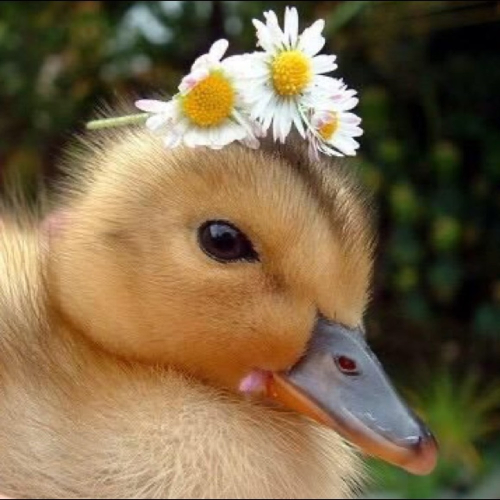 Meet your Posher, Carolyn